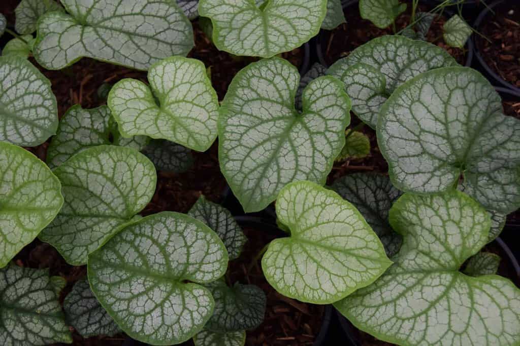 Brunnera macrophylla 'Mr Morse' ---